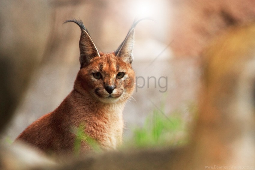 big cat flare lynx muzzle predator wallpaper PNG with clear background extensive compilation
