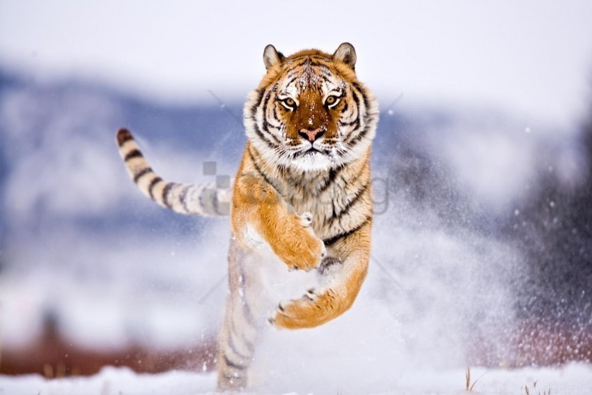 big cat jump snow tiger wallpaper Isolated Item on Clear Background PNG