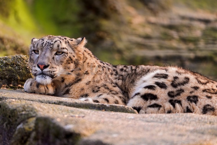 big cat leopard look lying predator snow leopard wallpaper Isolated Subject in Transparent PNG Format
