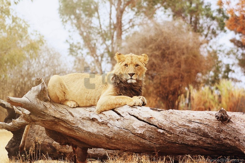 big cat lion lying predator timber wallpaper PNG Image with Transparent Background Isolation