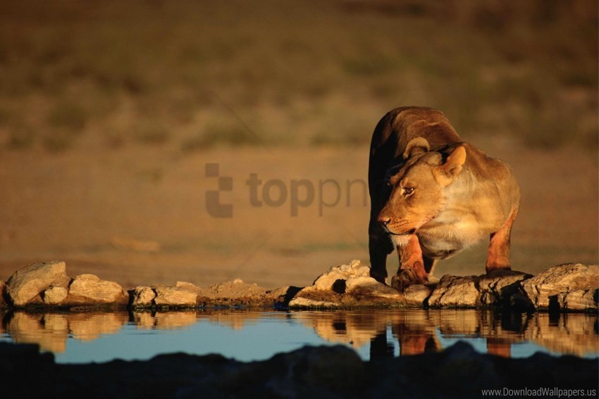 big cat lion predator thirst water wallpaper High-resolution transparent PNG images
