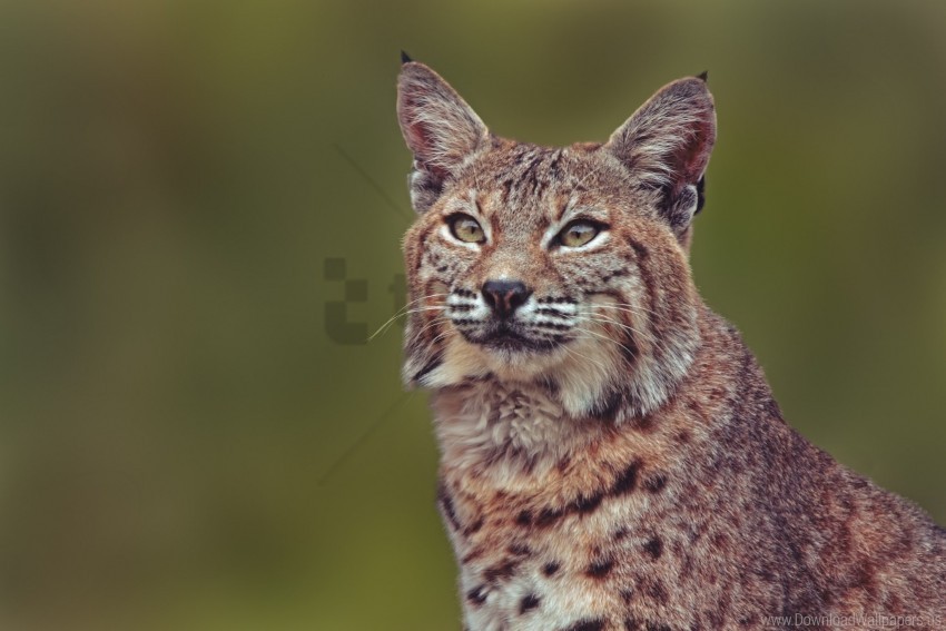 big cat lynx muzzle predator wallpaper PNG Image with Isolated Transparency