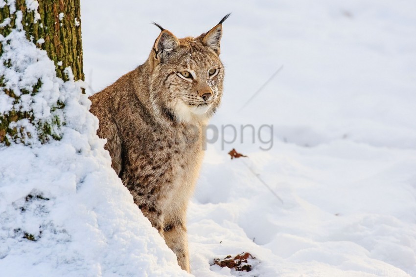 big cat lynx predator sit snow wallpaper PNG graphics with clear alpha channel broad selection