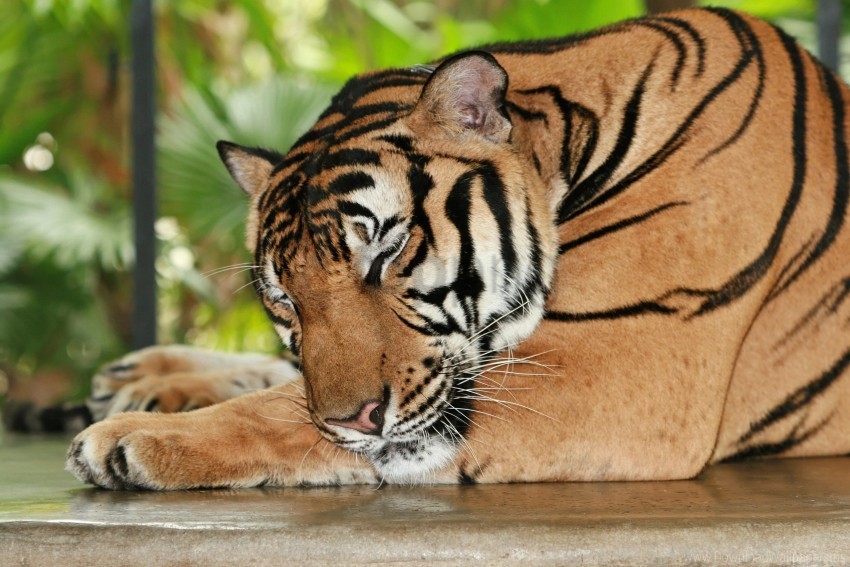 big cat muzzle predator sleeping tiger wallpaper Isolated Subject with Transparent PNG