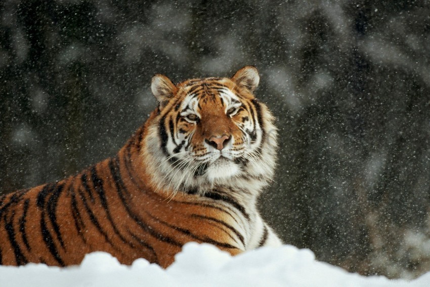 big cat predator snow tiger wallpaper PNG images with transparent space