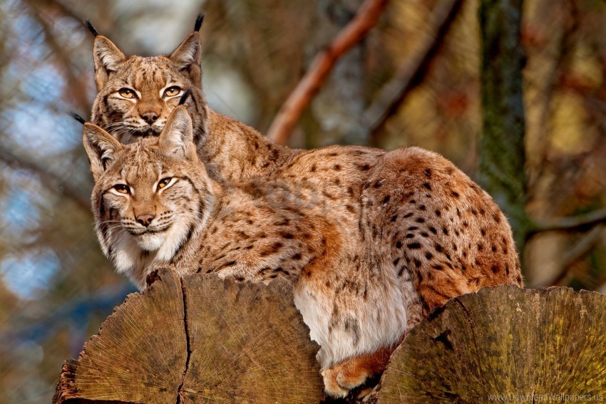 big cats couple lynx predators wallpaper High-resolution transparent PNG images assortment