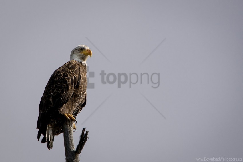 bird branch eagle sitting vulture wallpaper Alpha PNGs