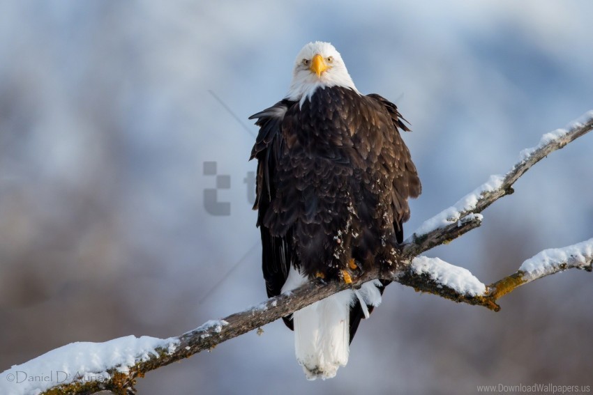 bird branch eagle snow vulture wallpaper Isolated Artwork on Clear Background PNG