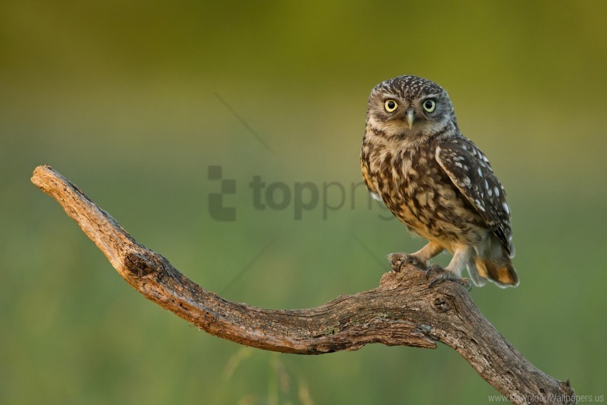 bird branch eyes owl predator wallpaper PNG transparent designs for projects