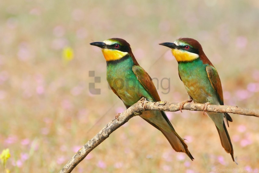 bird branch golden bee-eater pcheloedki wallpaper PNG images with no background necessary