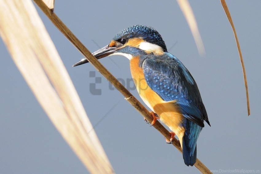 bird branch kingfisher wallpaper PNG Graphic Isolated with Transparency