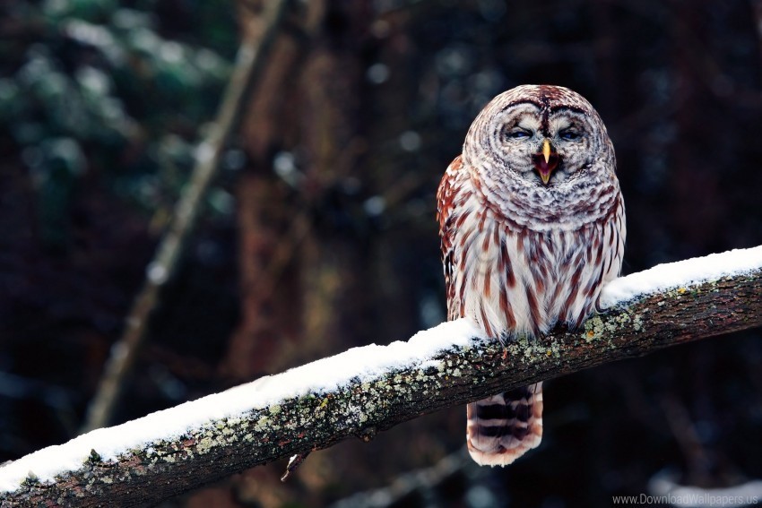 bird branch owl predator sit snow wallpaper PNG with no registration needed