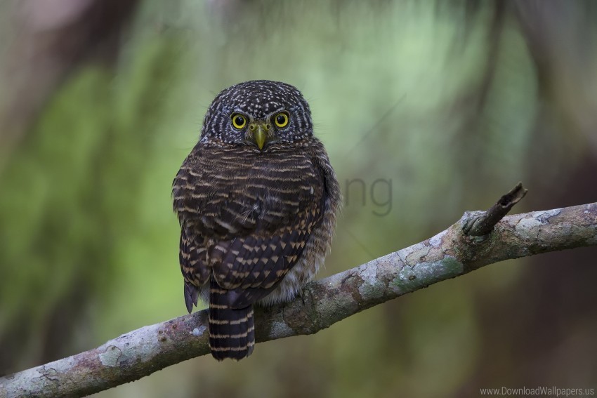 bird branch owl predator wallpaper PNG transparent graphics bundle