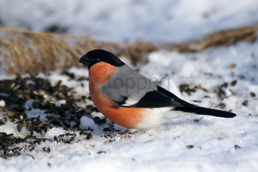 bird bullfinch color sit snow wallpaper PNG images for printing