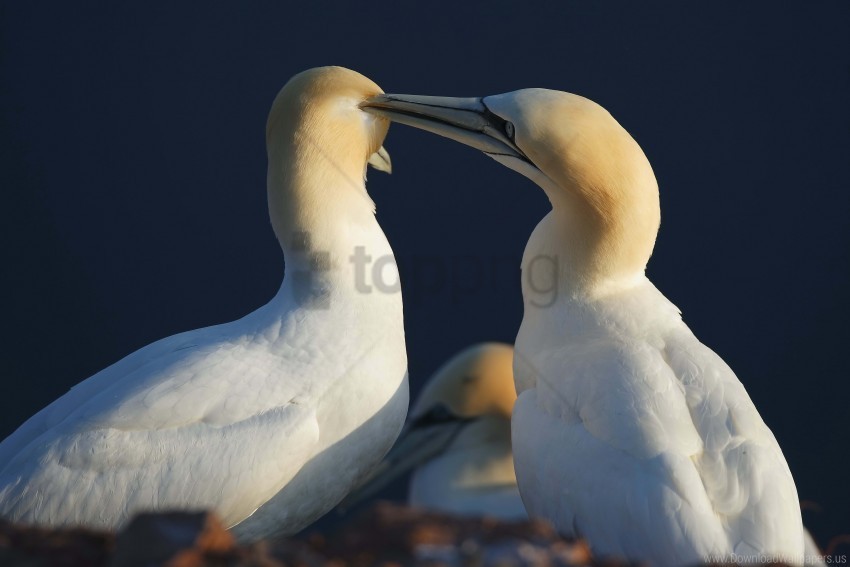 bird care couple love tenderness wallpaper Isolated Design Element on Transparent PNG