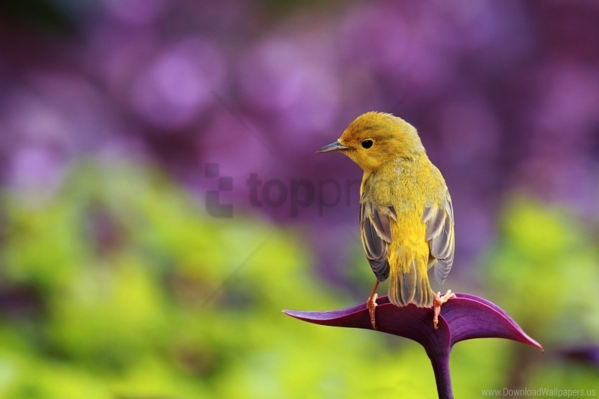 bird color glare grass sit wallpaper PNG for Photoshop