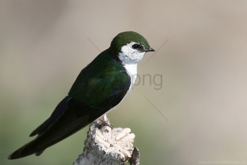 bird color north american swallow swallow tachycineta thalassina wallpaper Isolated Artwork on Clear Transparent PNG