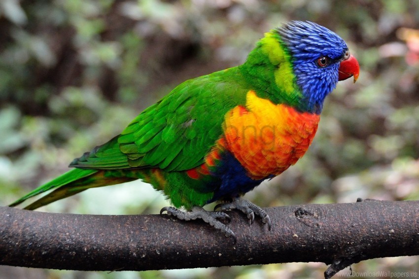 bird colorful parrot wallpaper PNG images free