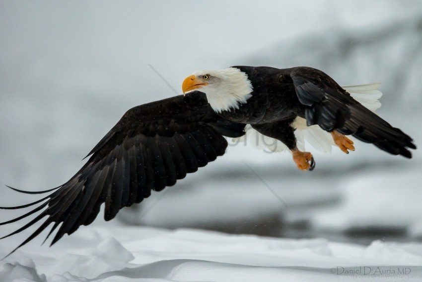 bird eagle flying wallpaper PNG files with no backdrop required