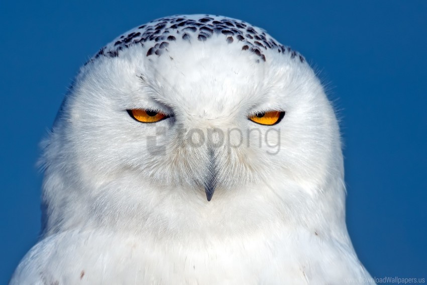 bird eyes owl predator snowy owl wallpaper PNG photo