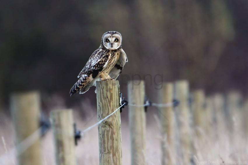 Bird Fence Field Owl Wallpaper PNG Pictures With No Background Required