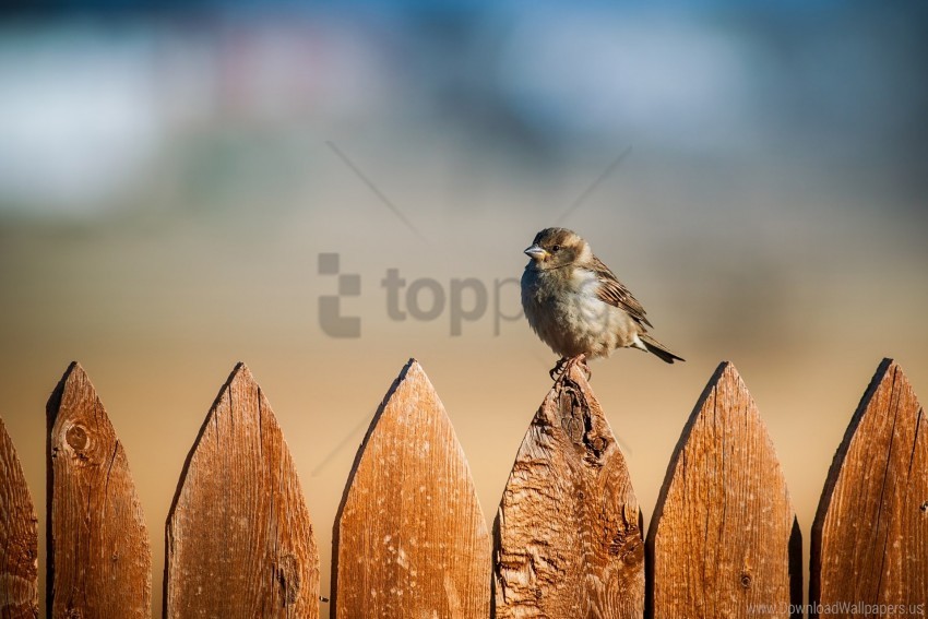 bird fence sky sparrow wallpaper PNG transparent graphics bundle