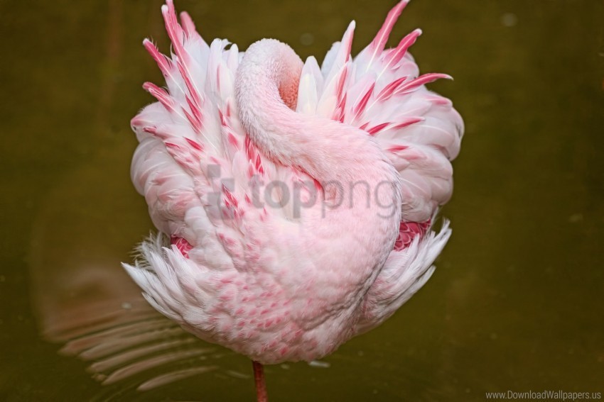 bird flamingos pink sleep wallpaper Transparent PNG Object Isolation