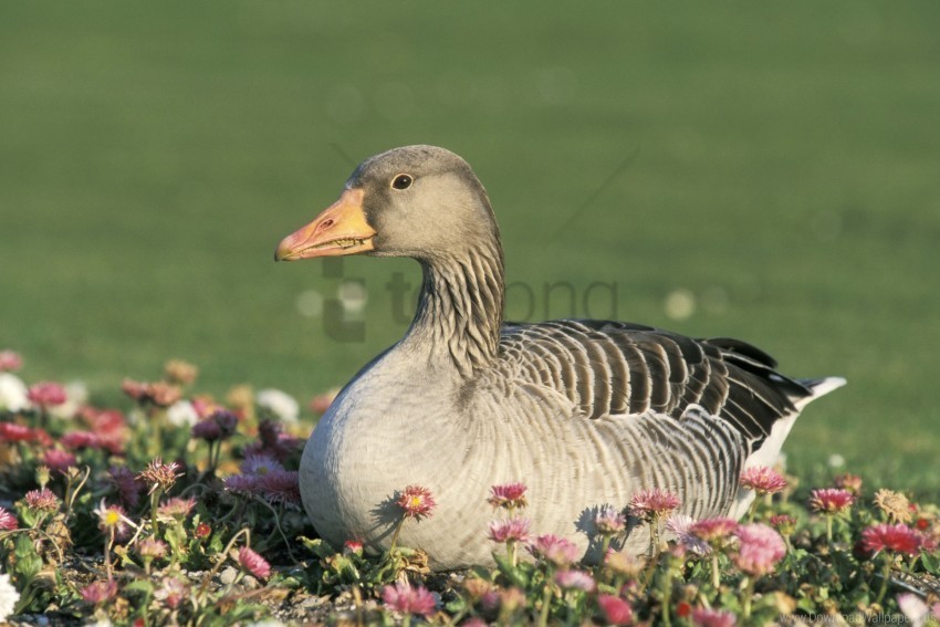 bird flowers goose wallpaper Isolated Subject with Clear Transparent PNG