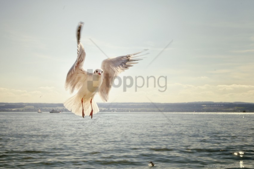 bird flying gull sea wallpaper PNG no watermark