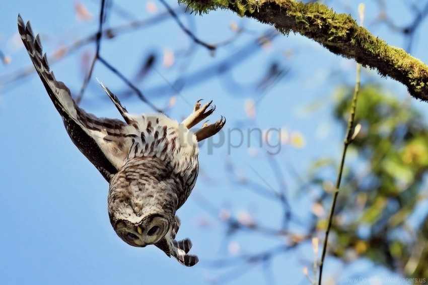 bird flying moss owl predator twig wallpaper Isolated Artwork on HighQuality Transparent PNG