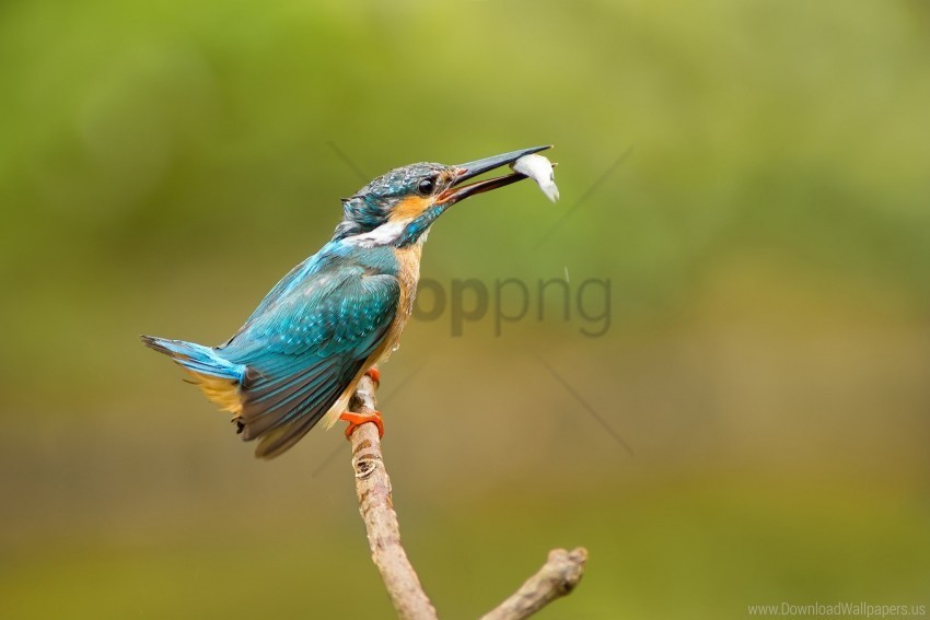 Bird Food Kingfisher Mining Wallpaper Isolated Design Element In HighQuality PNG