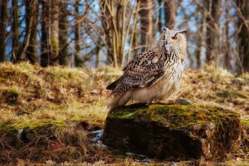 bird grass moss owl predator stones wallpaper PNG clear images