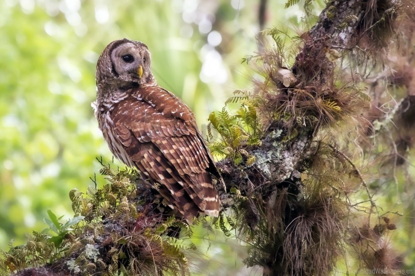 bird grass owl predator wallpaper Isolated Character in Transparent PNG Format