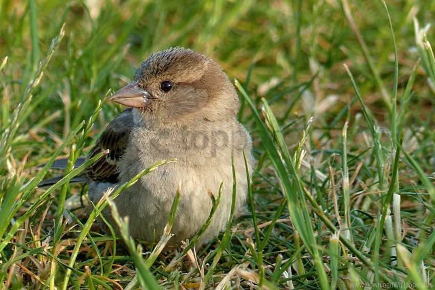 bird grass sparrow wallpaper PNG icons with transparency