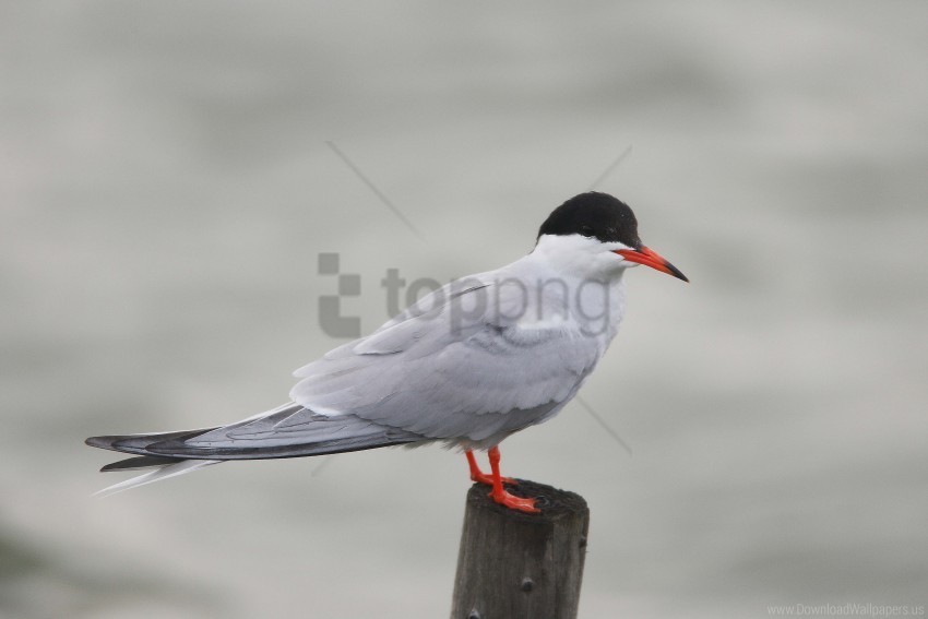 bird gull recreation tree stump wallpaper Isolated Item with Clear Background PNG