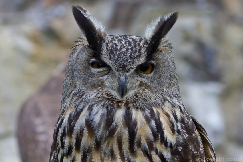 bird head owl owl squint tail wallpaper PNG transparent photos massive collection