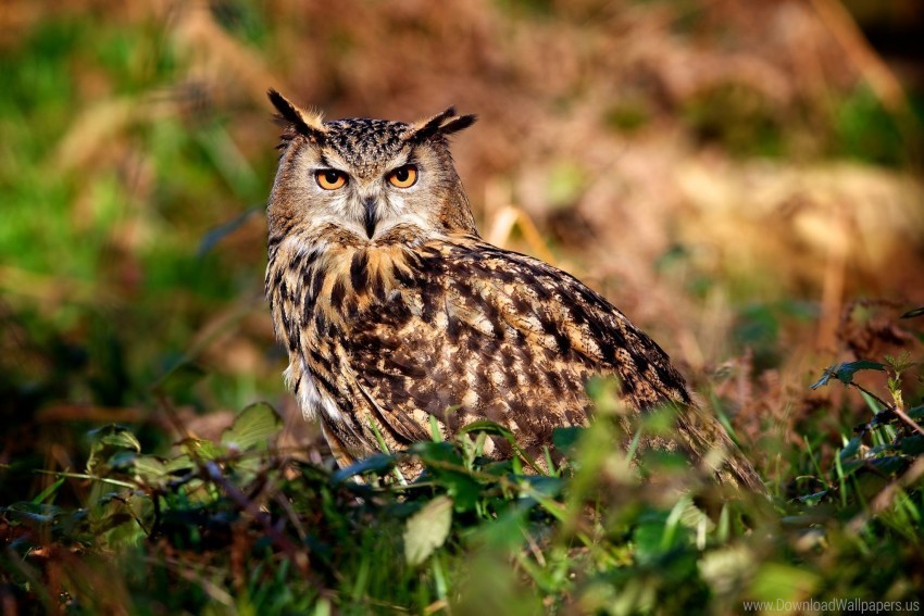 bird hunting owl predator wallpaper Isolated Item in HighQuality Transparent PNG
