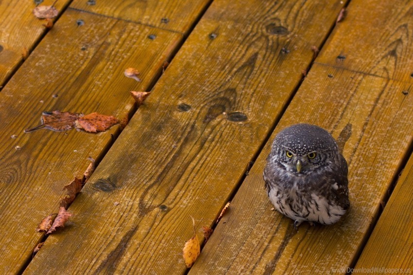 bird leaves owl predator small wooden floor wallpaper PNG with clear background extensive compilation