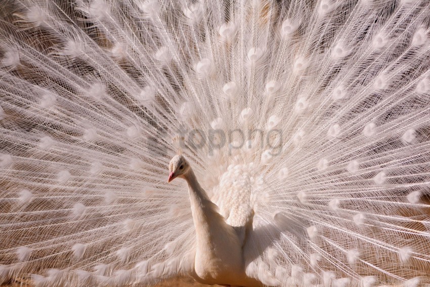 bird male peacock tail wallpaper PNG images with alpha transparency wide collection