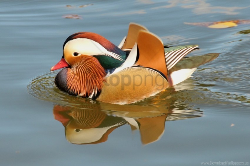 bird mandarin duck river swim water wallpaper Clear background PNGs