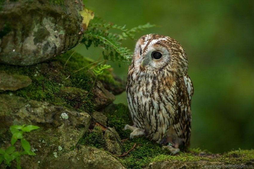 bird moss owl predator wallpaper Isolated Character in Clear Background PNG