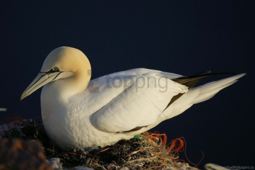 bird nest seagull wallpaper PNG files with transparent canvas collection
