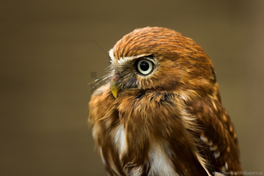 bird owl predator wallpaper PNG transparency images