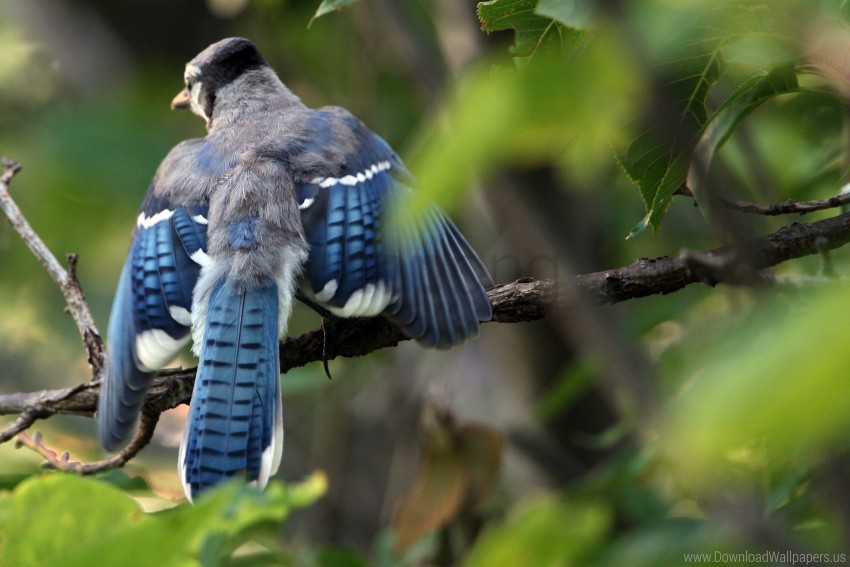 birds blue jay blur branches cyanocitta cristata leaves swing wallpaper PNG with Isolated Object and Transparency