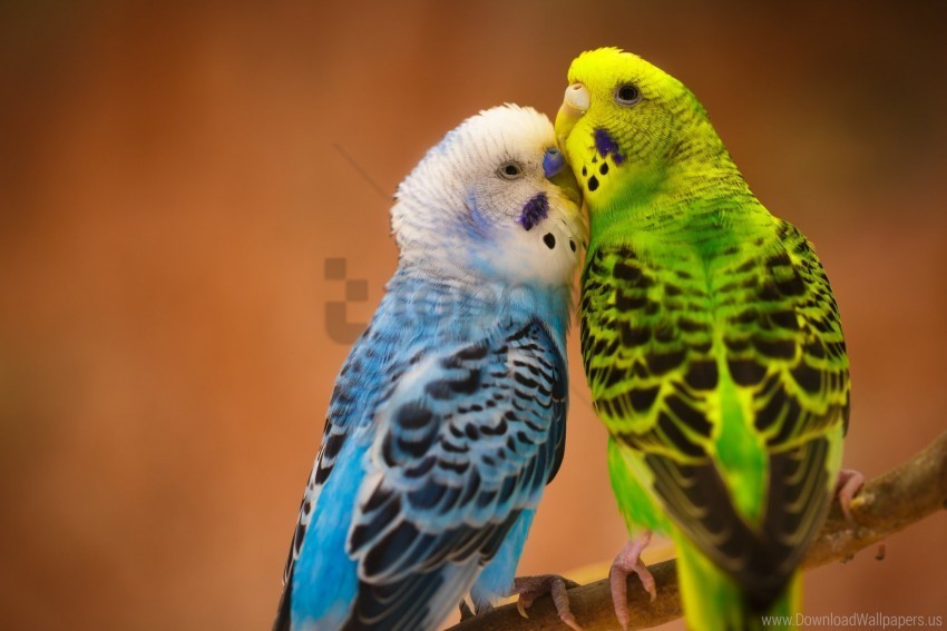 birds budgies parrots wallpaper Isolated Illustration on Transparent PNG