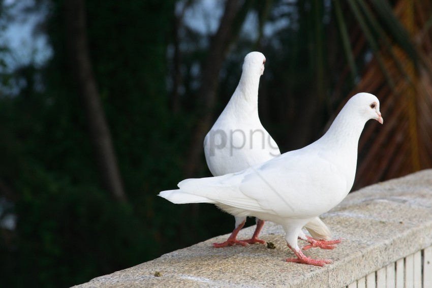birds couple pigeons white wallpaper PNG Image with Transparent Cutout