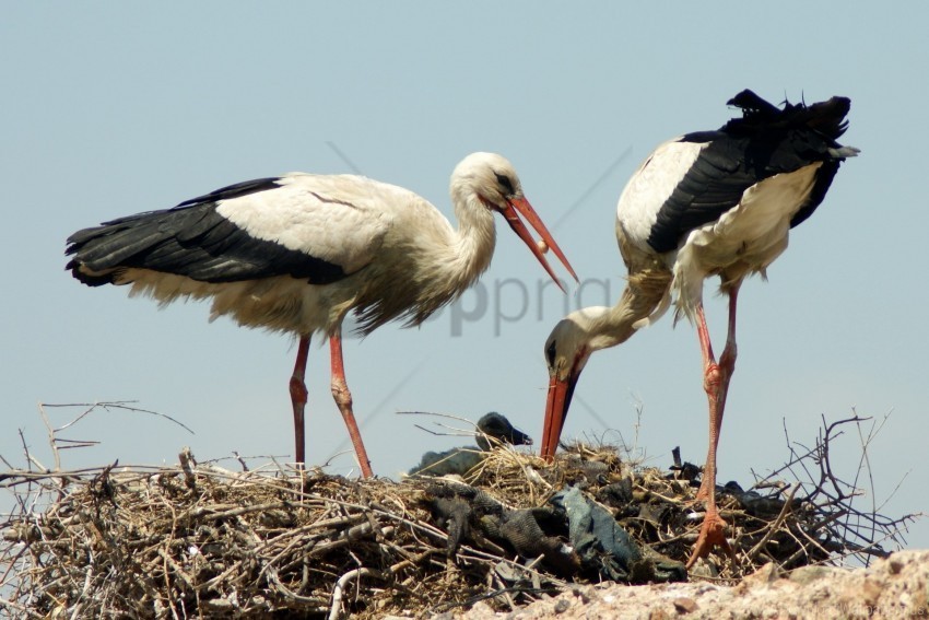 birds cubs nest storks wallpaper PNG with Isolated Object and Transparency