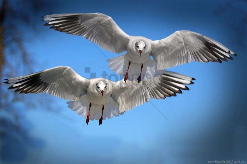 birds flapping flying gulls wallpaper Transparent background PNG images complete pack