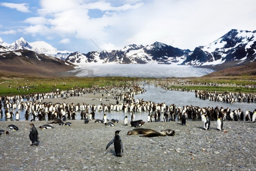 Birds Flock Mountain Peak Penguins Wallpaper Isolated Graphic On Transparent PNG