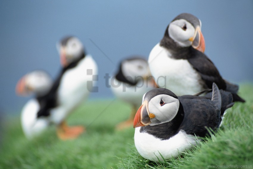 birds grass puffins sky wallpaper Isolated Graphic with Clear Background PNG